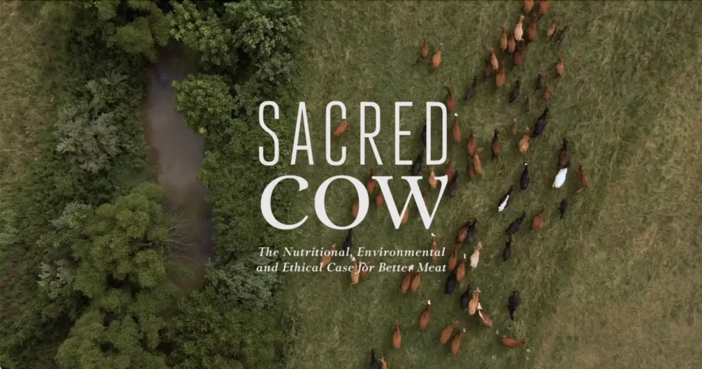 Sacred Cow